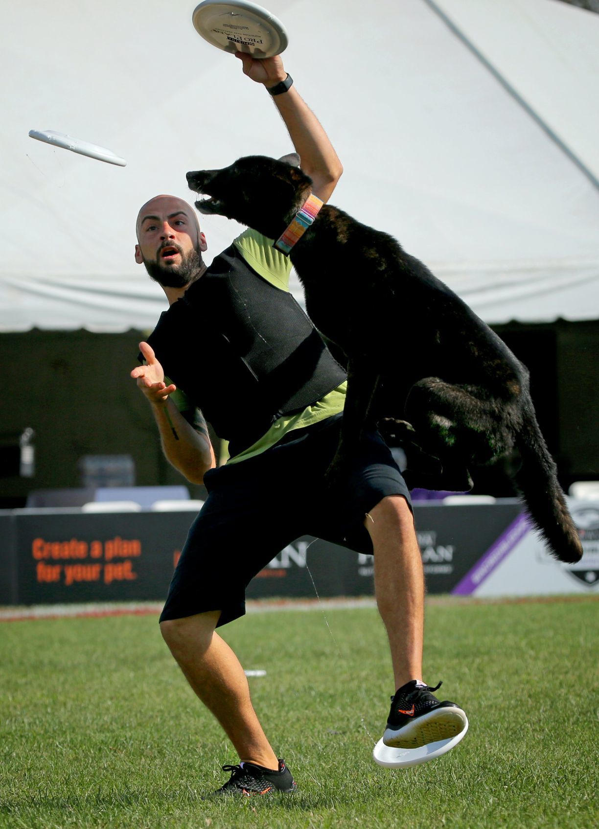 Incredible dogs compete at Purina Farms